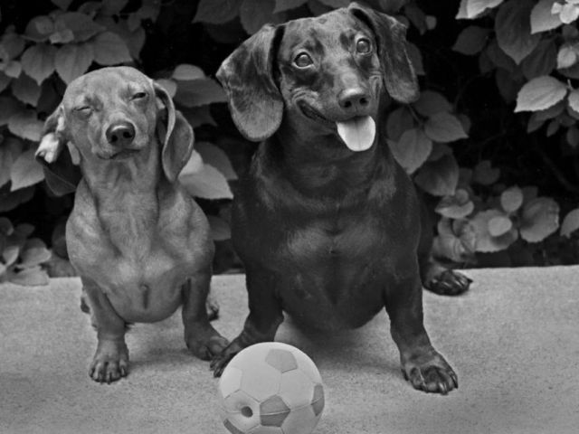 ross-william-hamilton-photo-grapher