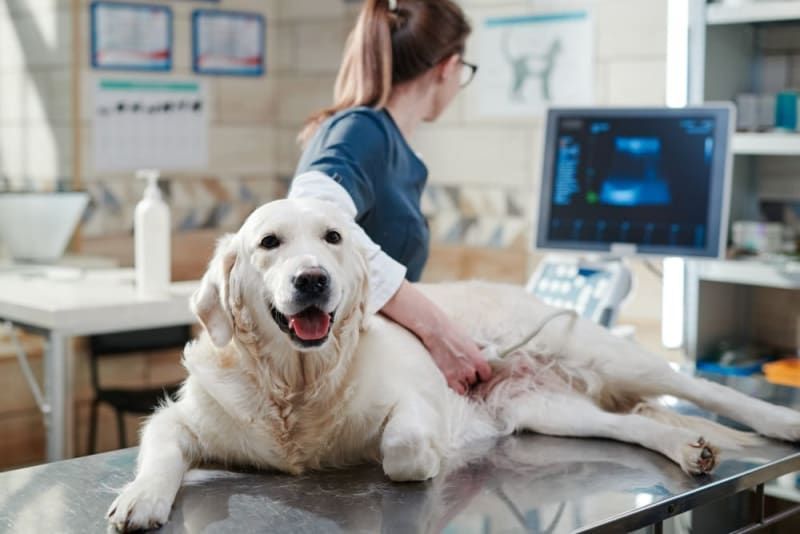 precision-veterinary-ultrasound-service-in-galt-big-0