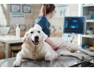 precision-veterinary-ultrasound-service-in-galt-small-0