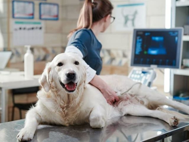 precision-veterinary-ultrasound-service-in-galt