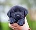 pawsitive-retrievers-golden-retriever-breader-chestnut-ridge-ny-big-0