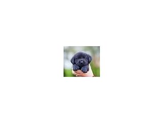 pawsitive-retrievers-golden-retriever-breader-chestnut-ridge-ny-small-0