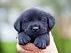 pawsitive-retrievers-golden-retriever-breader-chestnut-ridge-ny
