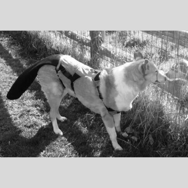 tail-protection-for-dogs-to-stop-injuries-fast-big-0