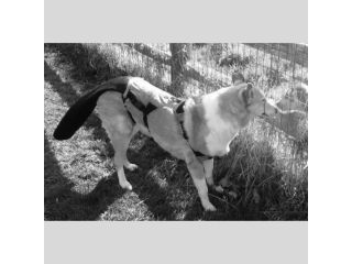tail-protection-for-dogs-to-stop-injuries-fast-small-0