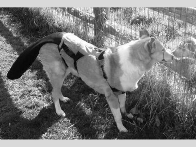 tail-protection-for-dogs-to-stop-injuries-fast