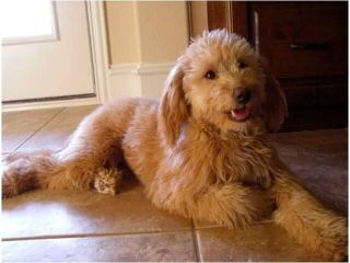 toy-size-goldendoodles-small-0