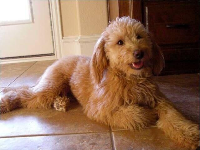 toy-size-goldendoodles