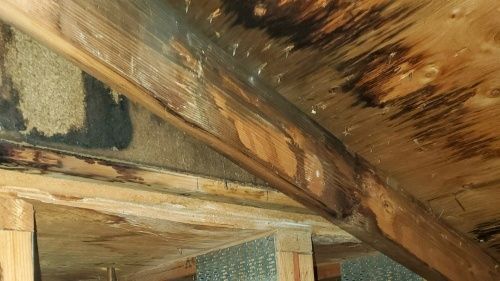 mold-in-your-attic-poor-ventilation-could-be-destroying-big-0