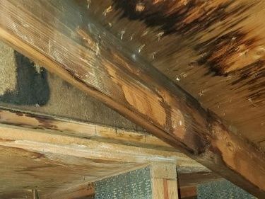 mold-in-your-attic-poor-ventilation-could-be-destroying