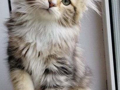 about-rio-how-to-find-a-siberian-kitten