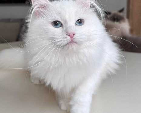 about-tia-places-buy-siberian-kittens