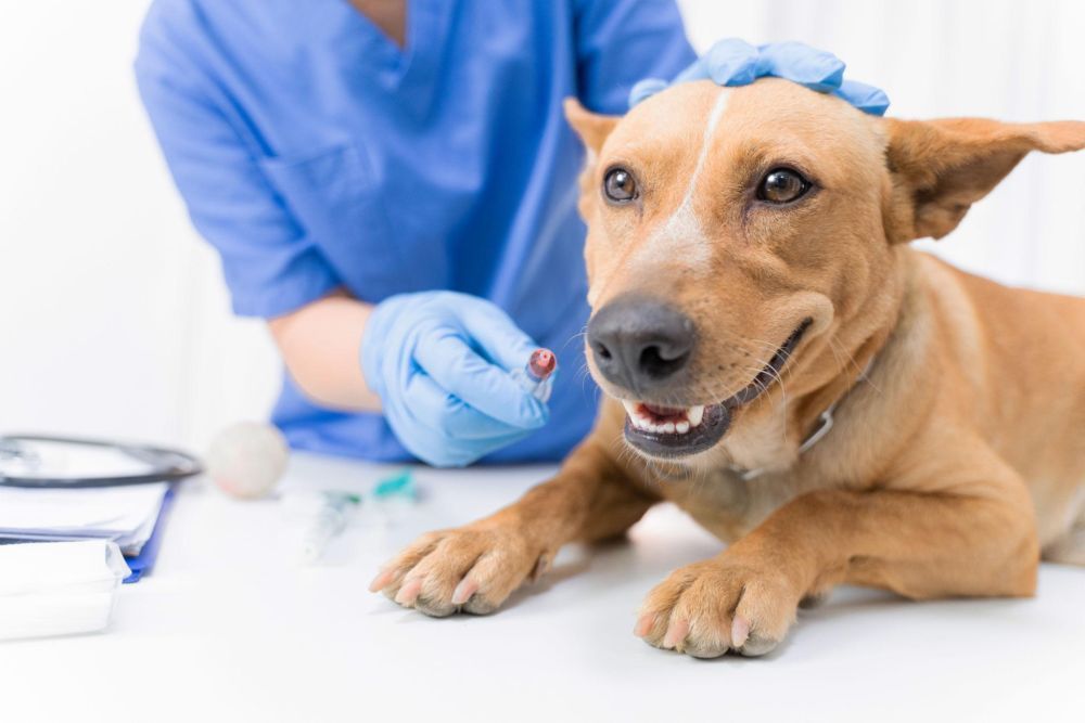 safe-and-timely-pet-vaccination-services-in-encino-big-1