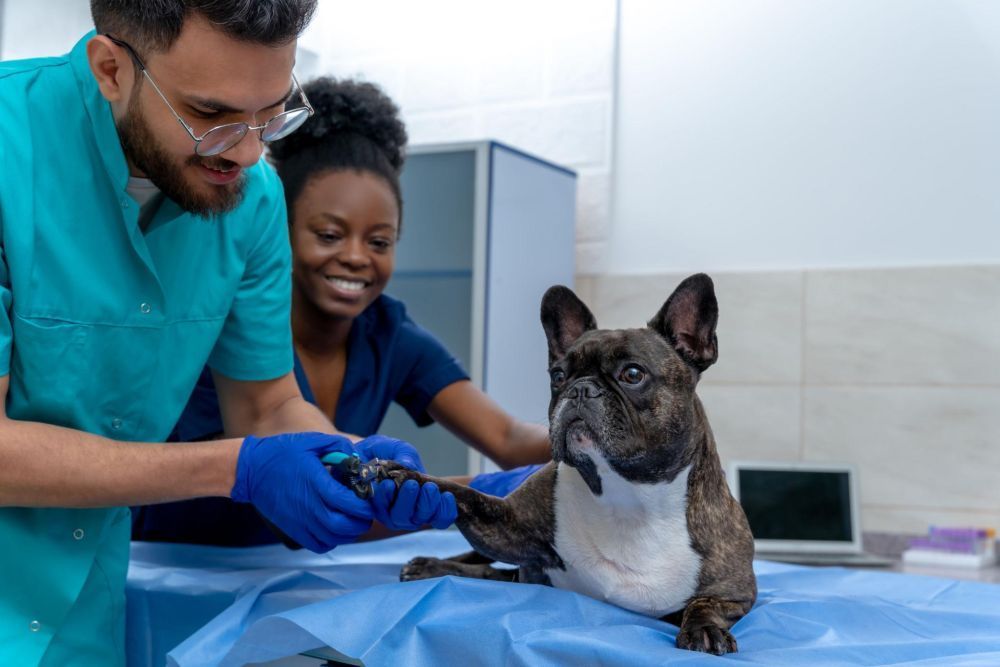 safe-and-timely-pet-vaccination-services-in-encino-big-0