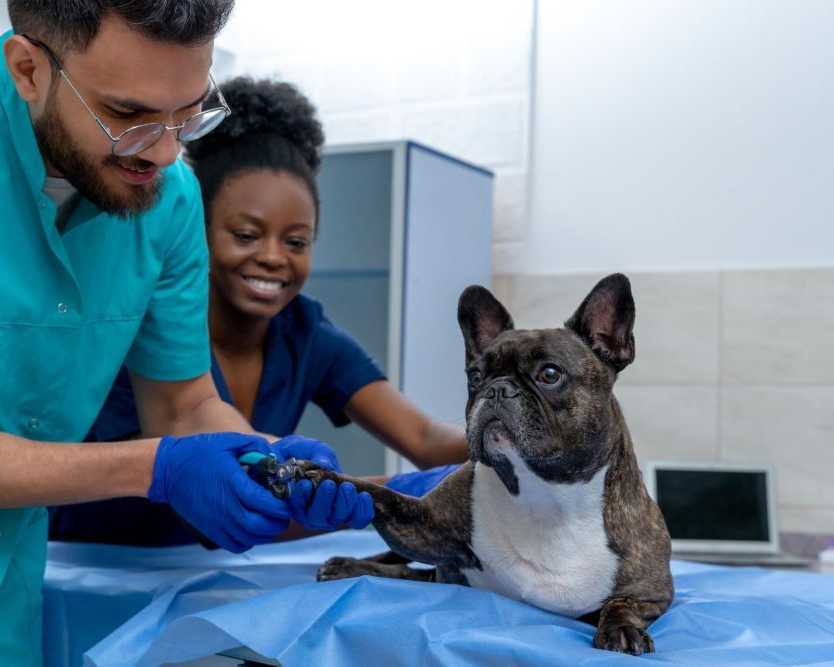 safe-and-timely-pet-vaccination-services-in-encino