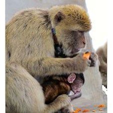 how-do-tracking-gps-systems-improve-wildlife-telemetry-services-big-0