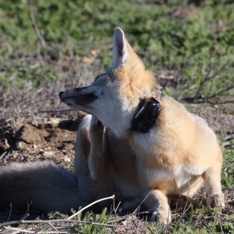 how-do-tracking-gps-systems-improve-wildlife-telemetry-services-big-2