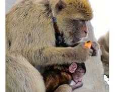 how-do-tracking-gps-systems-improve-wildlife-telemetry-services