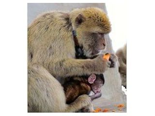 how-do-tracking-gps-systems-improve-wildlife-telemetry-services-small-0