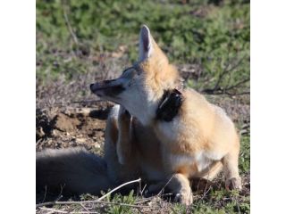how-do-tracking-gps-systems-improve-wildlife-telemetry-services-small-2
