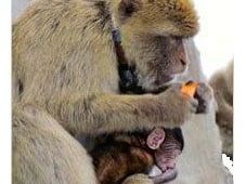 how-do-tracking-gps-systems-improve-wildlife-telemetry-services