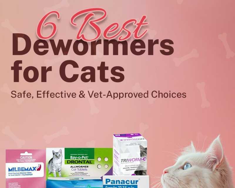 6-best-dewormers-for-cats-safe-effective-vet-approved-choices