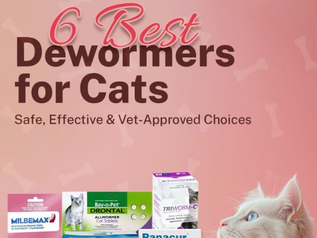 6-best-dewormers-for-cats-safe-effective-vet-approved-choices