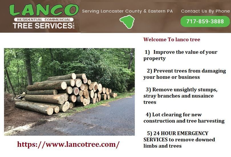 trusted-tree-care-services-in-lancaster-pa-by-experts-big-0
