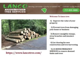 trusted-tree-care-services-in-lancaster-pa-by-experts-small-0