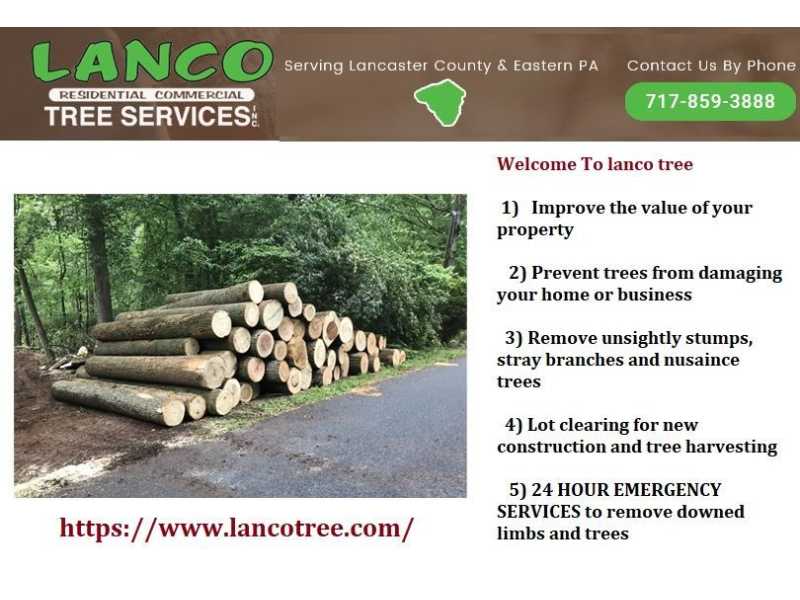 trusted-tree-care-services-in-lancaster-pa-by-experts-small-0