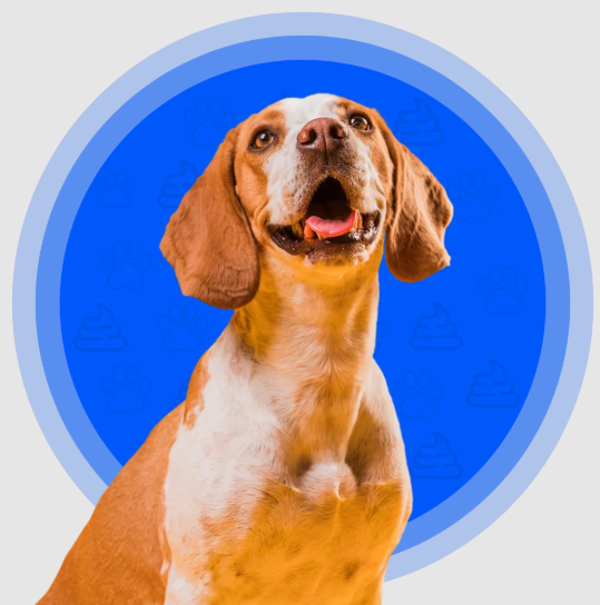 residential-pet-waste-removal-big-0