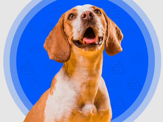 residential-pet-waste-removal
