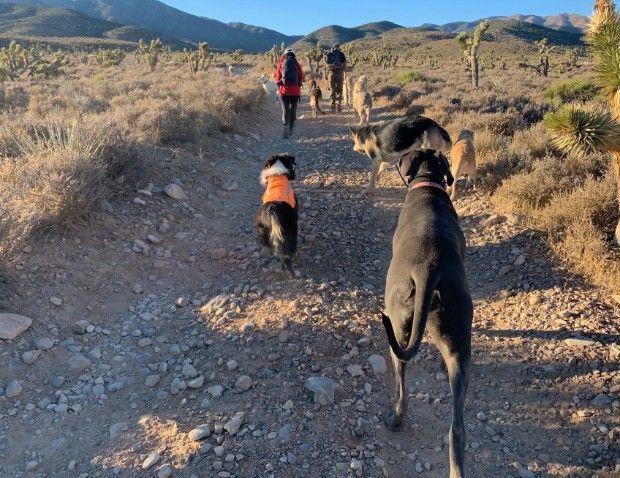adventurous-walks-designed-for-active-dogs-big-0