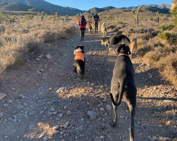 adventurous-walks-designed-for-active-dogs