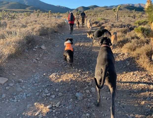 adventurous-walks-designed-for-active-dogs-big-0