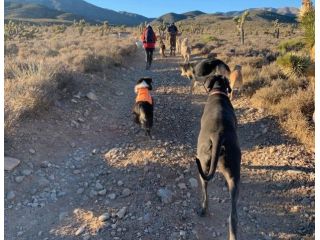 adventurous-walks-designed-for-active-dogs-small-0