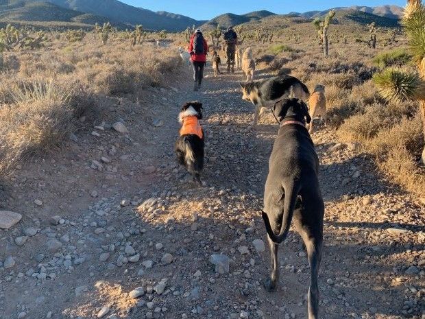 adventurous-walks-designed-for-active-dogs