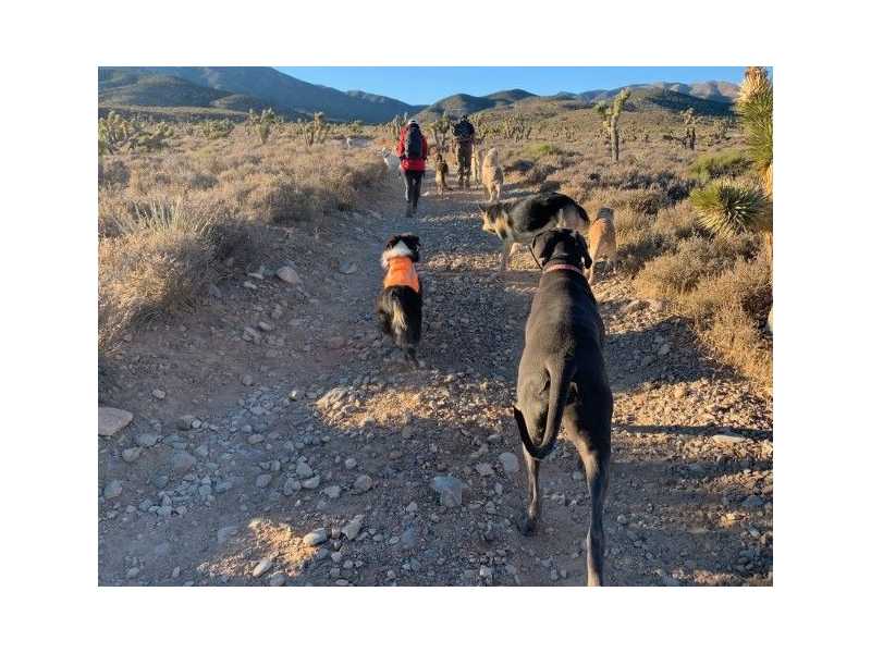 adventurous-walks-designed-for-active-dogs-small-0