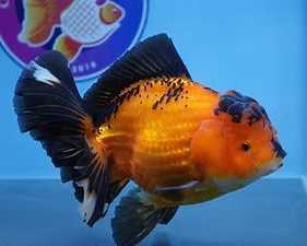 fish-store-in-austin
