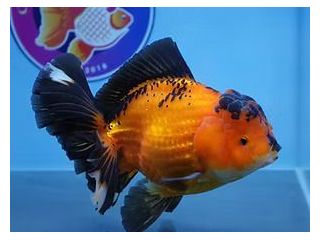 fish-store-in-austin-small-0