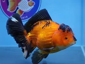 fish-store-in-austin