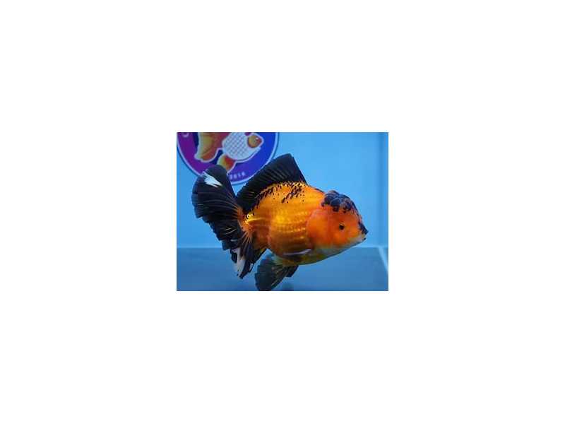 fish-store-in-austin-small-0