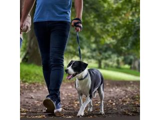 safe-social-dog-daycare-nj-for-happy-pups-small-0