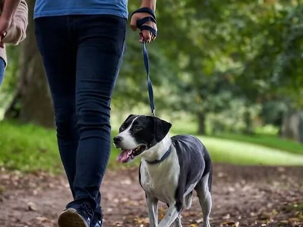 safe-social-dog-daycare-nj-for-happy-pups