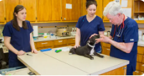 pet-exams-and-wellness-care-in-boynton-beach-fl-big-0