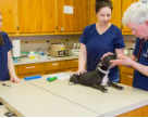 pet-exams-and-wellness-care-in-boynton-beach-fl