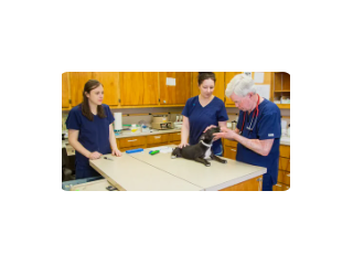 pet-exams-and-wellness-care-in-boynton-beach-fl-small-0