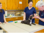 pet-exams-and-wellness-care-in-boynton-beach-fl