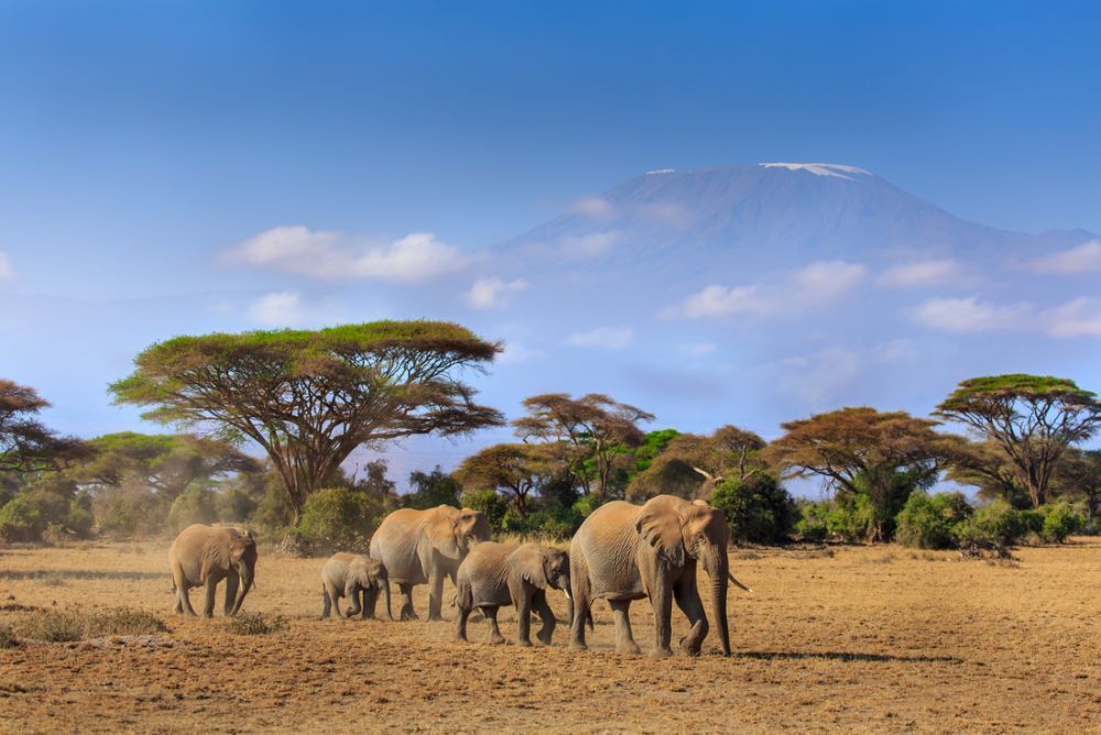 your-gateway-to-african-safaris-starts-right-here-in-ohio-big-0