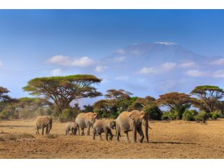 your-gateway-to-african-safaris-starts-right-here-in-ohio-small-0
